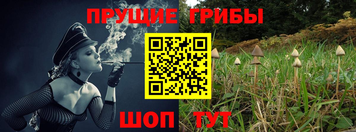 Курчалой  Галлюциногенные грибы Psilocybe  Вход с VPN 